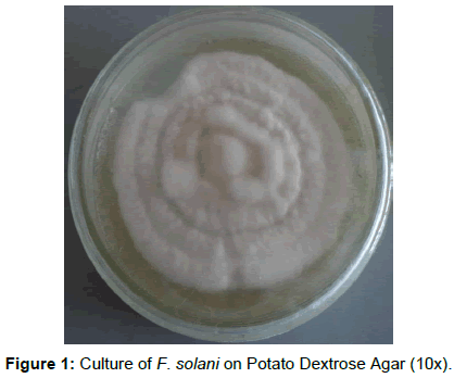 plant-pathology-microbiology-Potato-Dextrose-Agar