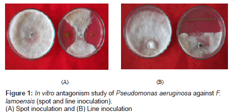 plant-pathology-microbiology-Pseudomonas-aeruginosa