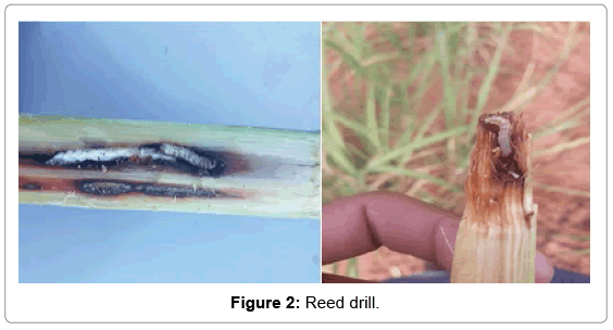 plant-pathology-microbiology-Reed-drill
