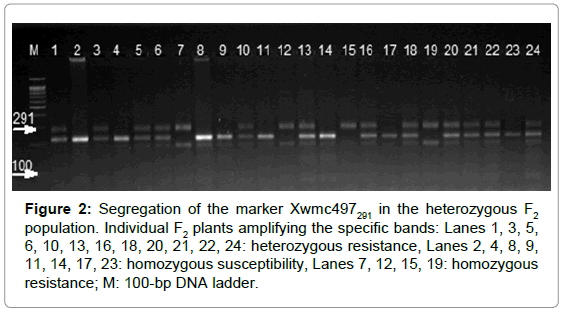 plant-pathology-microbiology-Segregation-marker-heterozygous