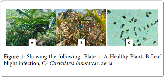 plant-pathology-microbiology-Showing-following-Healthy