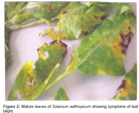 plant-pathology-microbiology-Solanium-aethiopicum