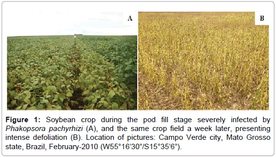plant-pathology-microbiology-Soybean-crop-severely