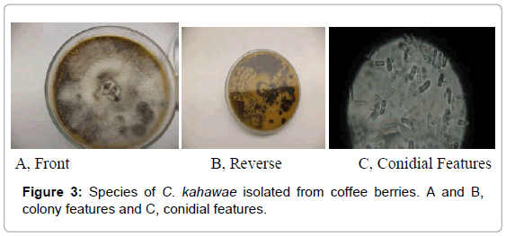 plant-pathology-microbiology-Species-isolated-coffee