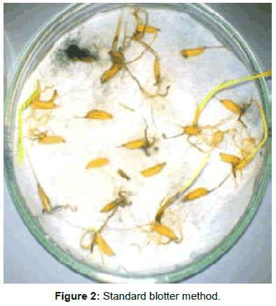 plant-pathology-microbiology-Standard-blotter-method