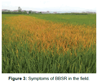 plant-pathology-microbiology-Symptoms-BBSR