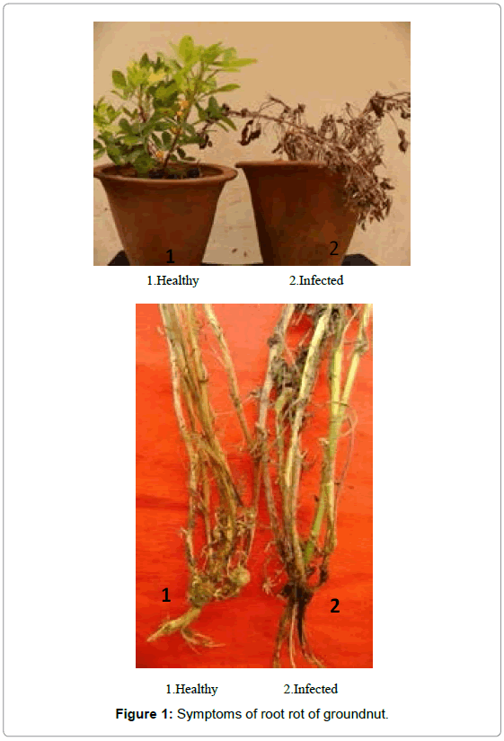 plant-pathology-microbiology-Symptoms-root-groundnut