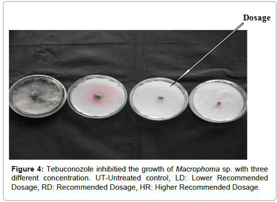 plant-pathology-microbiology-Tebuconozole-inhibitied-growth