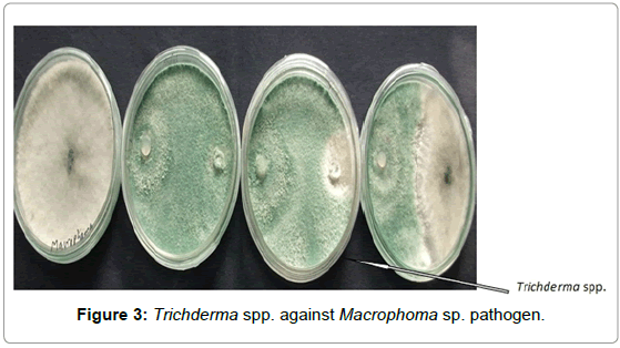 plant-pathology-microbiology-Trichderma-against-pathogen
