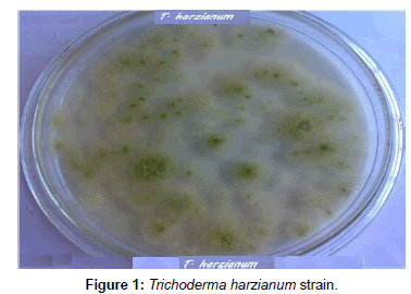 plant-pathology-microbiology-Trichoderma-harzianum