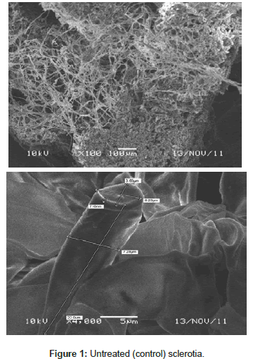 plant-pathology-microbiology-Untreated-control