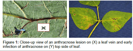 plant-pathology-microbiology-anthracnose-lesion