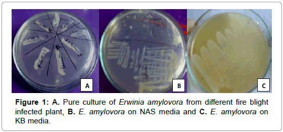 plant-pathology-microbiology-culture-amylovora-blight