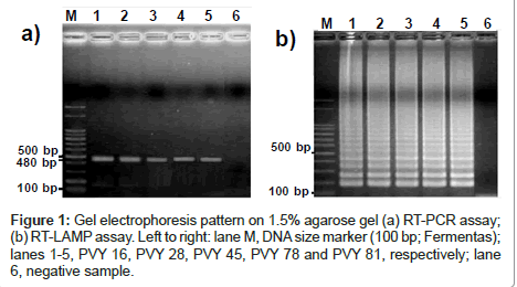 plant-pathology-microbiology-electrophoresis-pattern