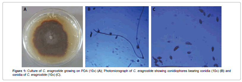 plant-pathology-microbiology-eragrostide