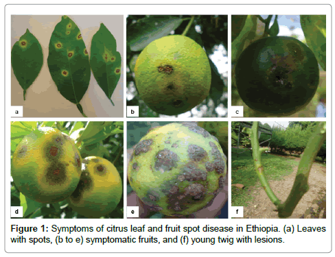 plant-pathology-microbiology-fruit-spot
