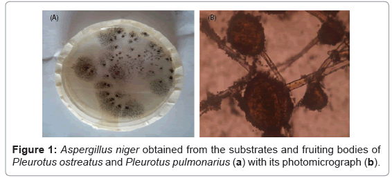plant-pathology-microbiology-fruiting