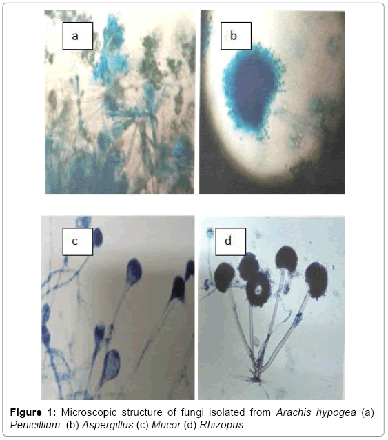 plant-pathology-microbiology-fungi-isolated