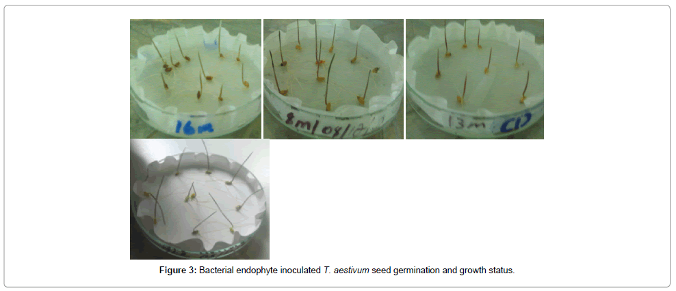 plant-pathology-microbiology-germination