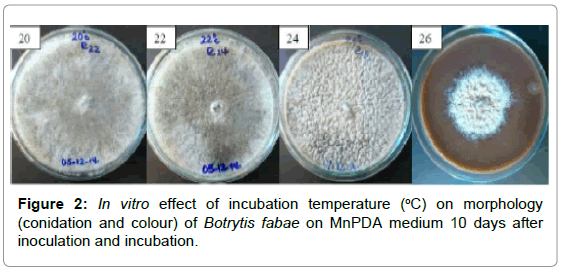 plant-pathology-microbiology-incubation-temperature-morphology