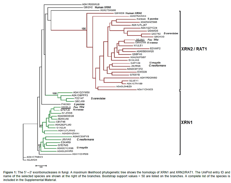 plant-pathology-microbiology-likelihood-phylogenetic