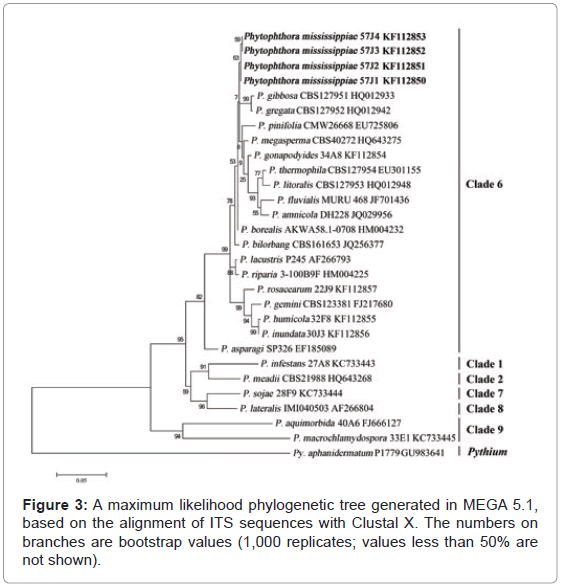 plant-pathology-microbiology-maximum-likelihood-phylogenetic
