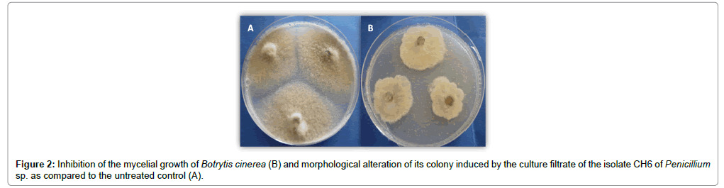 plant-pathology-microbiology-morphological