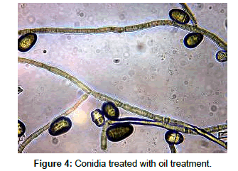 plant-pathology-microbiology-oil-treatment