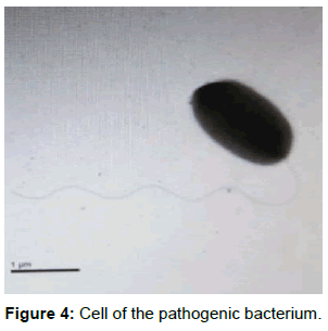 plant-pathology-microbiology-pathogenic-bacterium