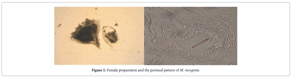 plant-pathology-microbiology-perineal