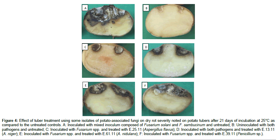plant-pathology-microbiology-potato-associated-fungi