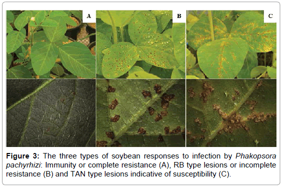 plant-pathology-microbiology-soybean-responses-infection