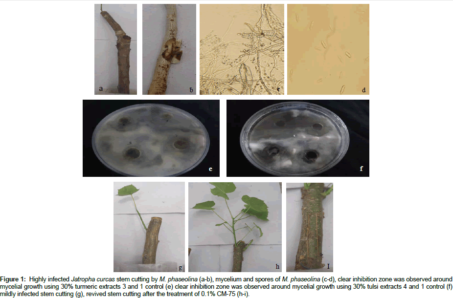 plant-pathology-microbiology-stem-cutting