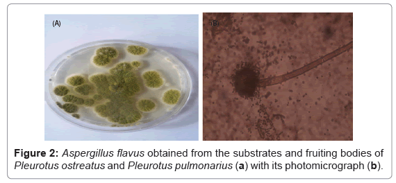 plant-pathology-microbiology-substrates