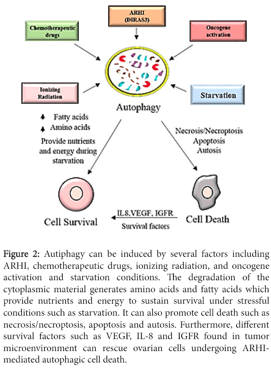 single-cell-biology-Autiphagy-induced-several-factors