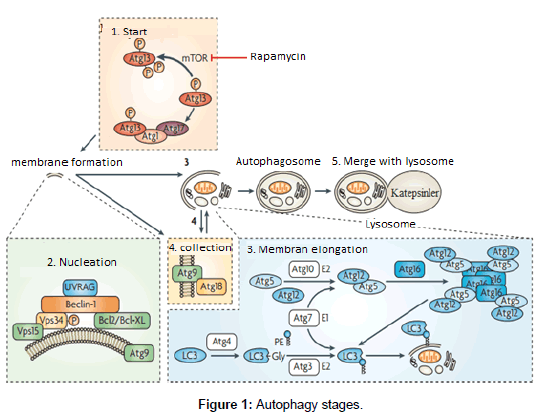single-cell-biology-Autophagy-stages