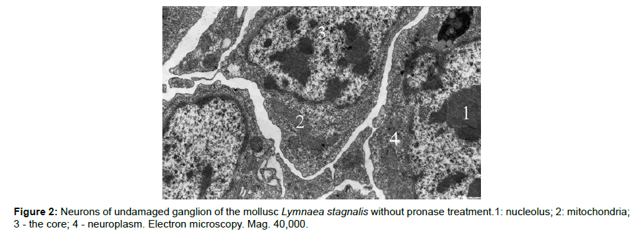 single-cell-biology-Lymnaea-stagnalis