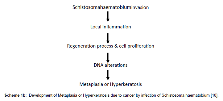 single-cell-biology-Metaplasia-Hyperkeratosis