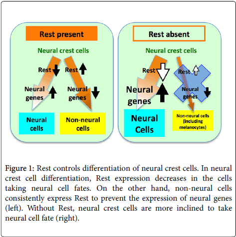 single-cell-biology-Rest-controls-differentiation