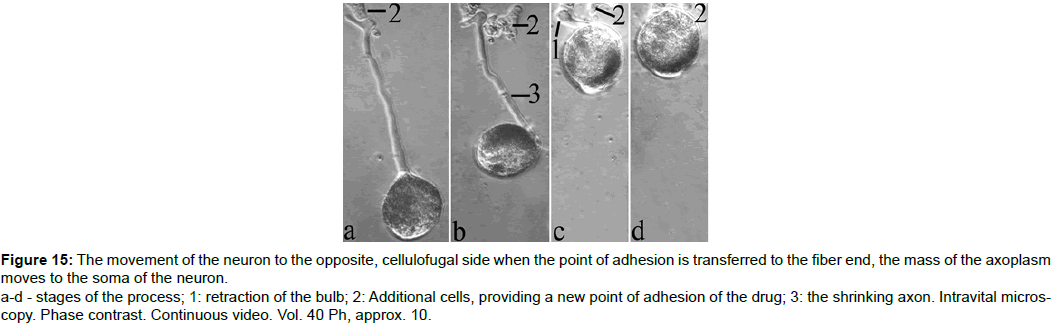 single-cell-biology-adhesion-transferred