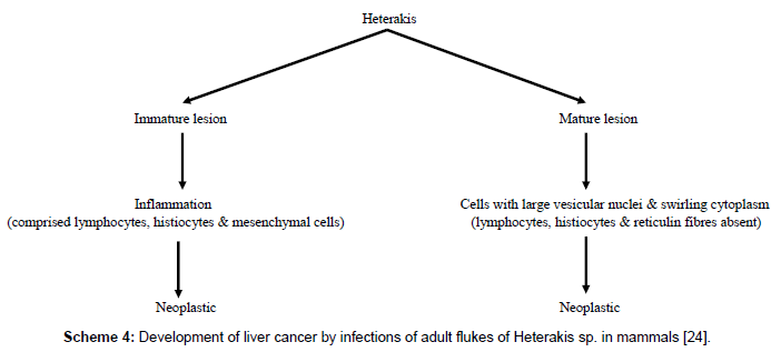single-cell-biology-adult-flukes-Heterakis