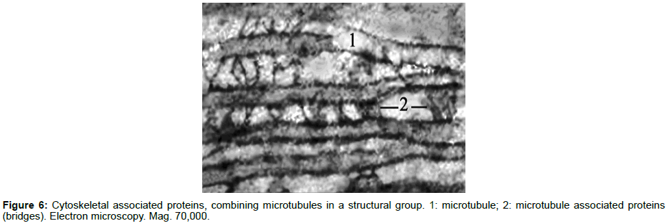 single-cell-biology-combining-microtubules