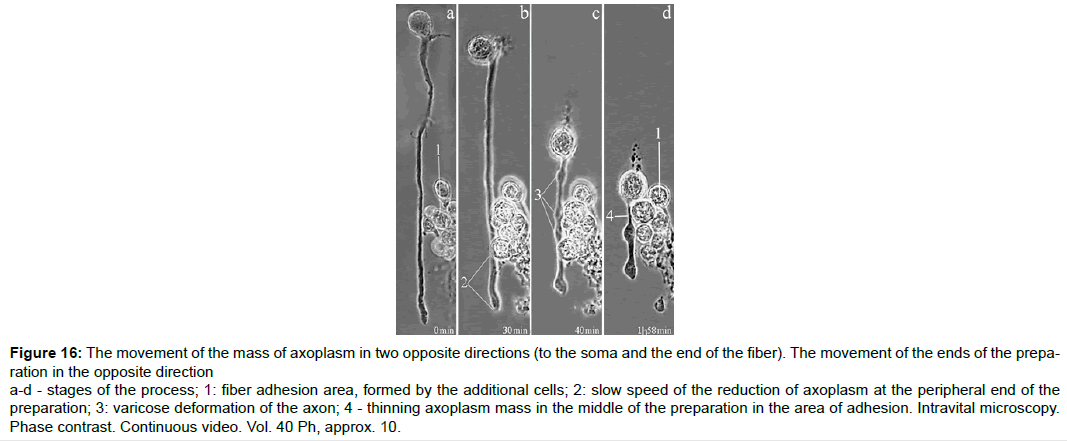 single-cell-biology-fiber-adhesion-area