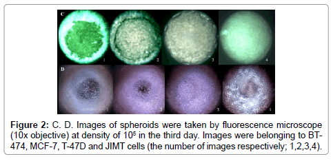 single-cell-biology-fluorescence-microscope