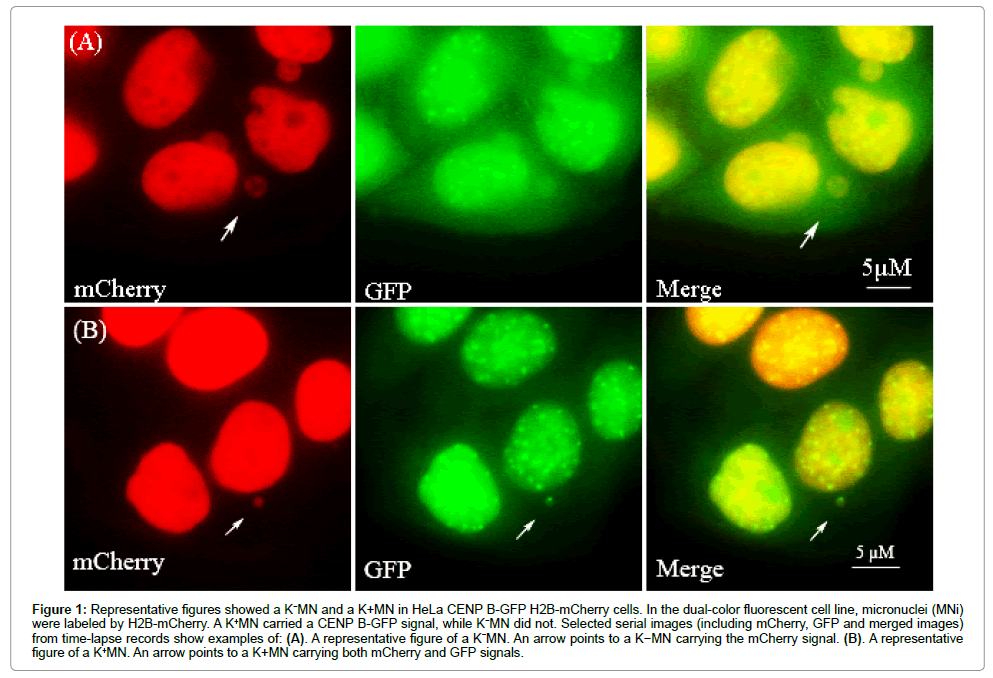 single-cell-biology-fluorescent