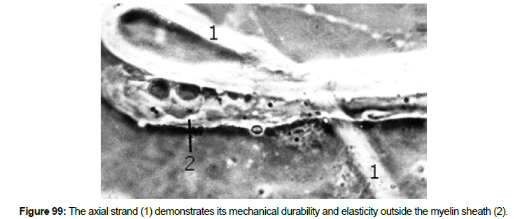 single-cell-biology-mechanical-durability-elasticity