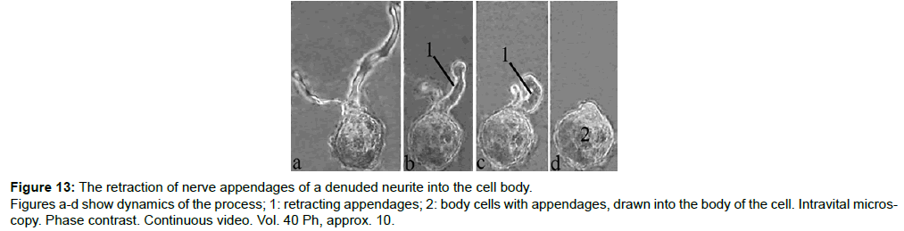 single-cell-biology-nerve-appendages