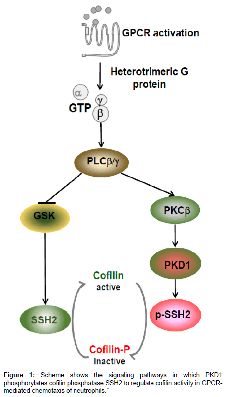 single-cell-biology-signaling-pathways