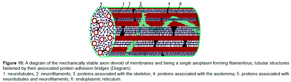 single-cell-biology-single-axoplasm-forming