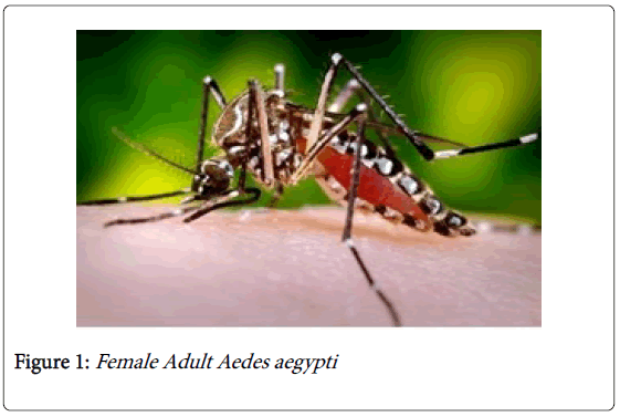 Aedes aegypti as a Vector of Flavivirus